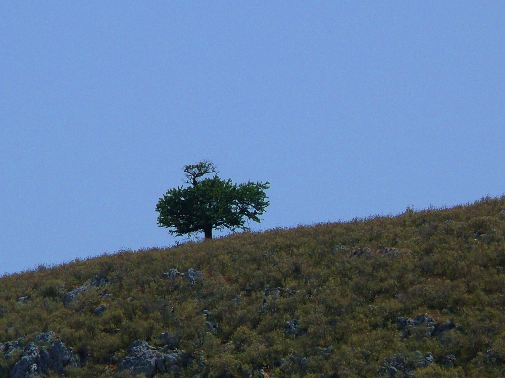 lonely tree