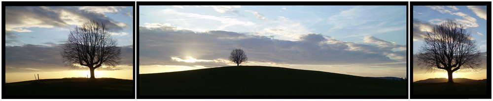 lonely tree...