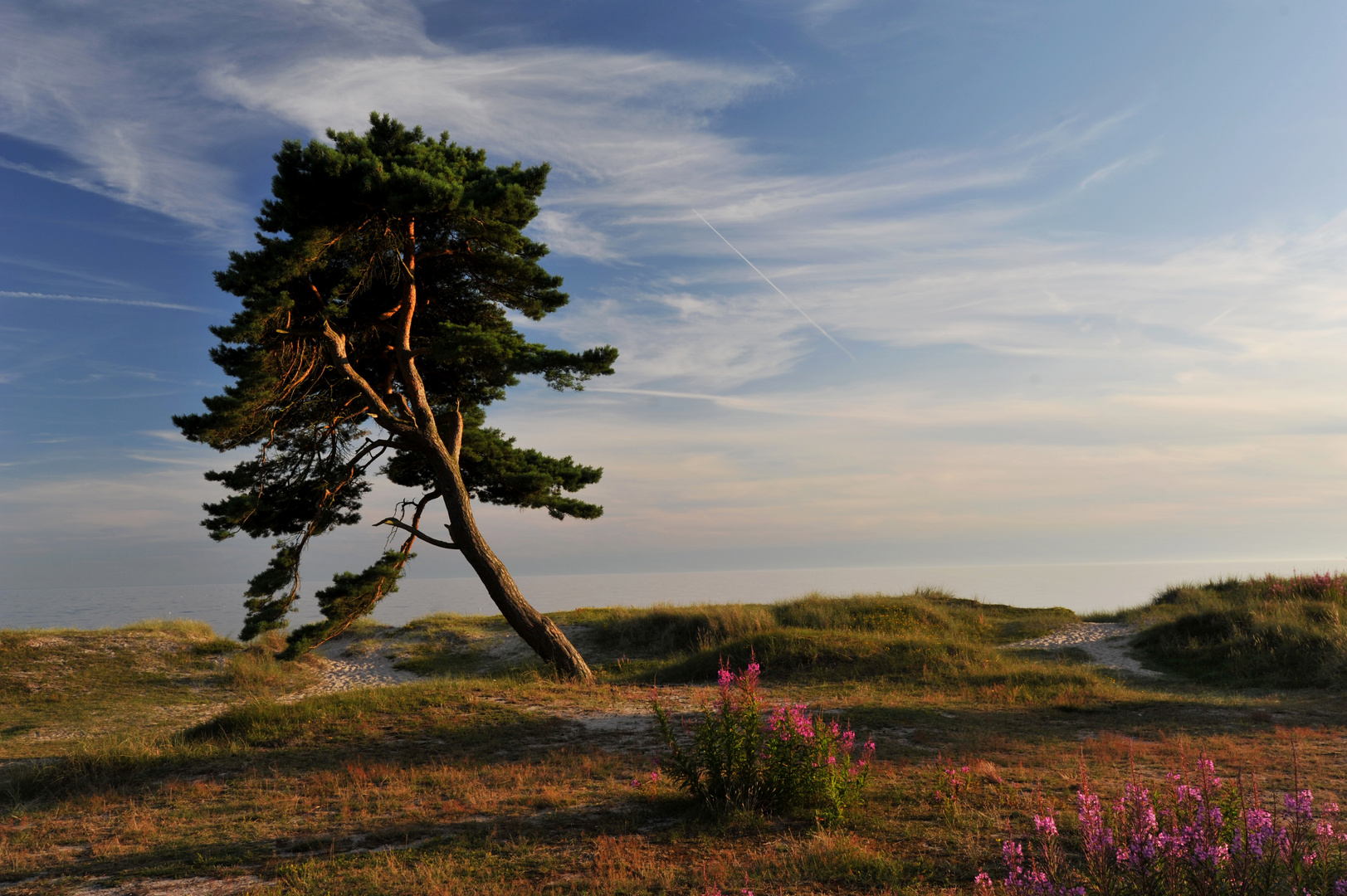 lonely tree