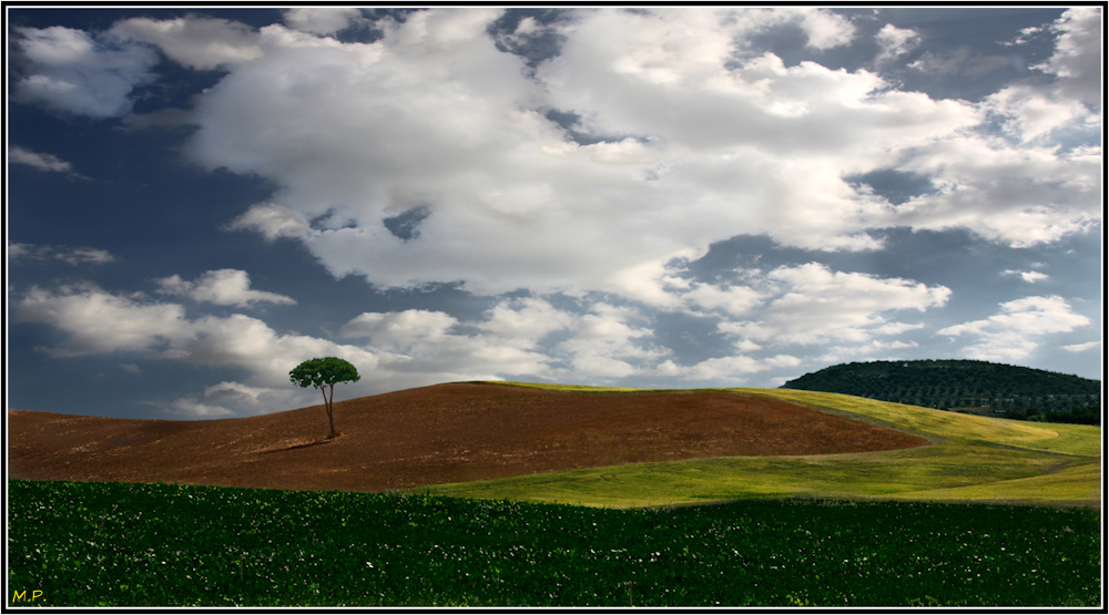 Lonely Tree