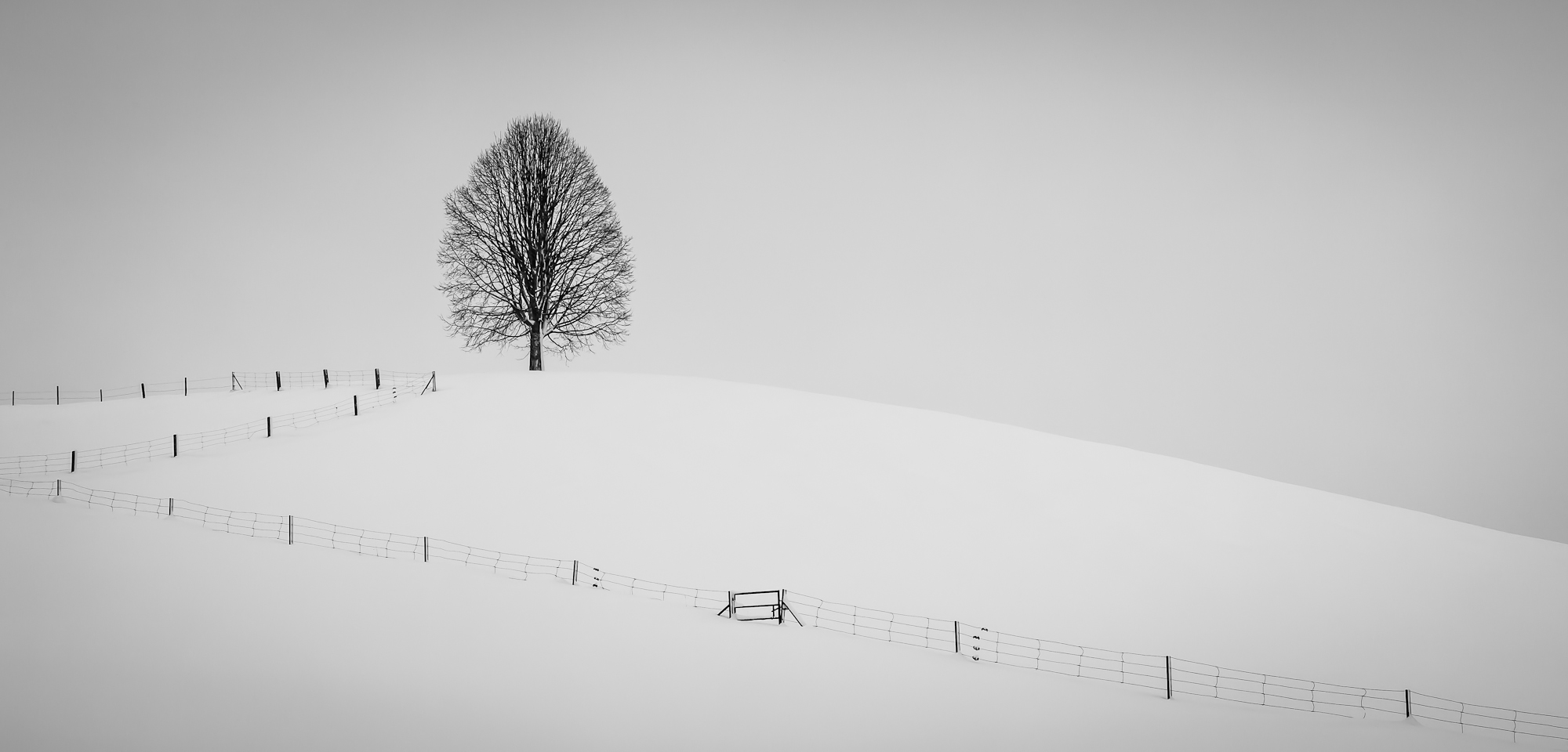 Lonely Tree