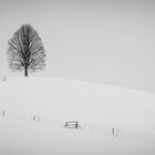 Lonely Tree