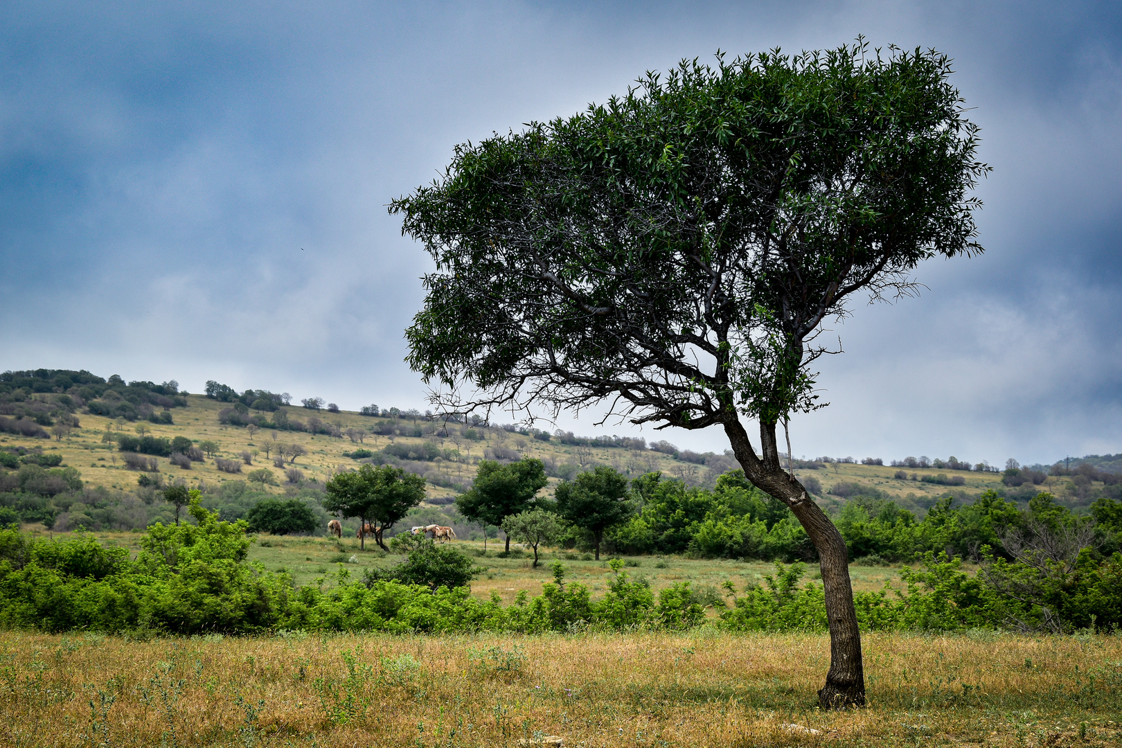 Lonely tree 