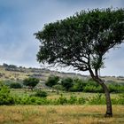 Lonely tree 