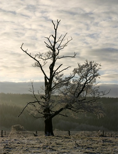 lonely tree - death of iciness