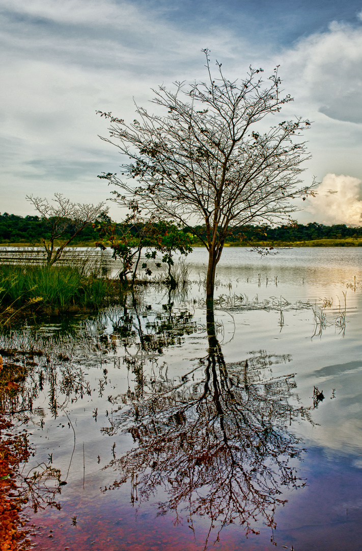 Lonely Tree..!!!