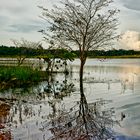 Lonely Tree..!!!