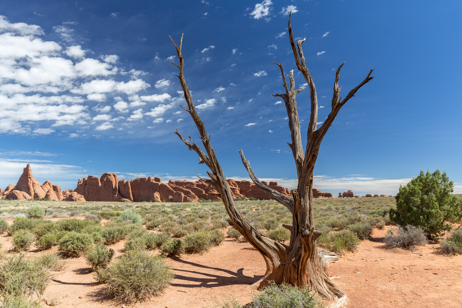 lonely Tree