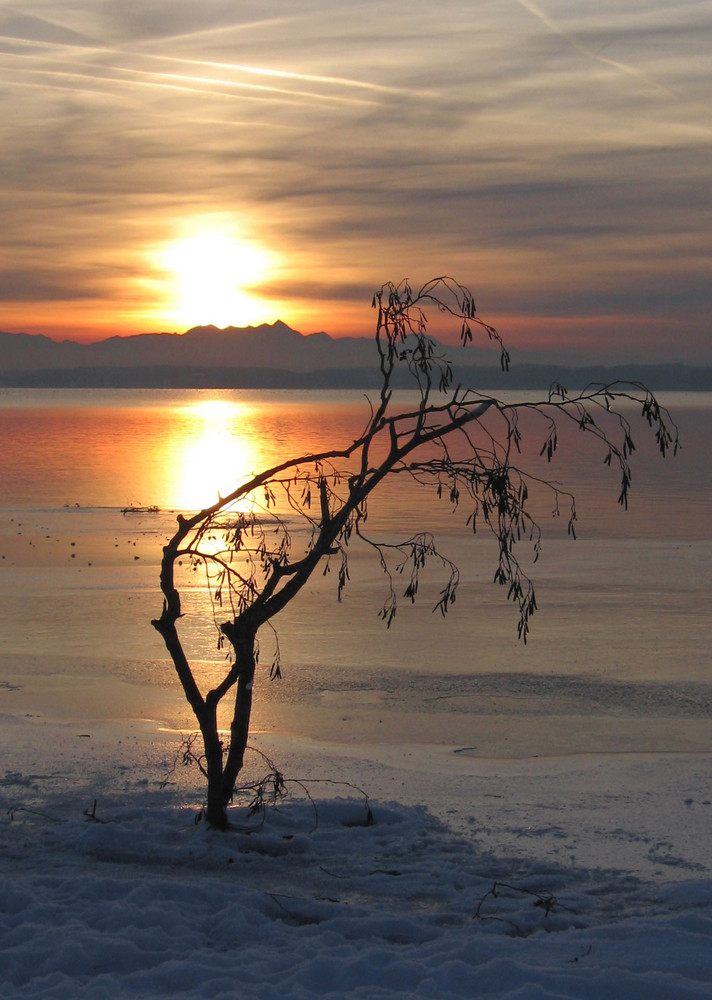 lonely tree...