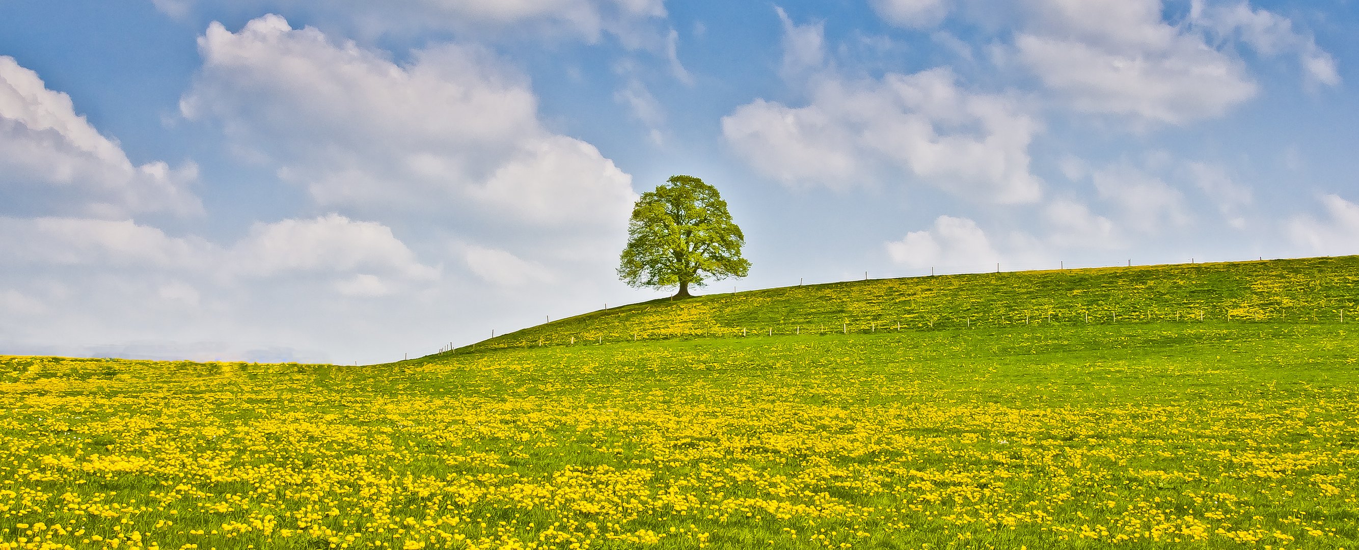 lonely tree