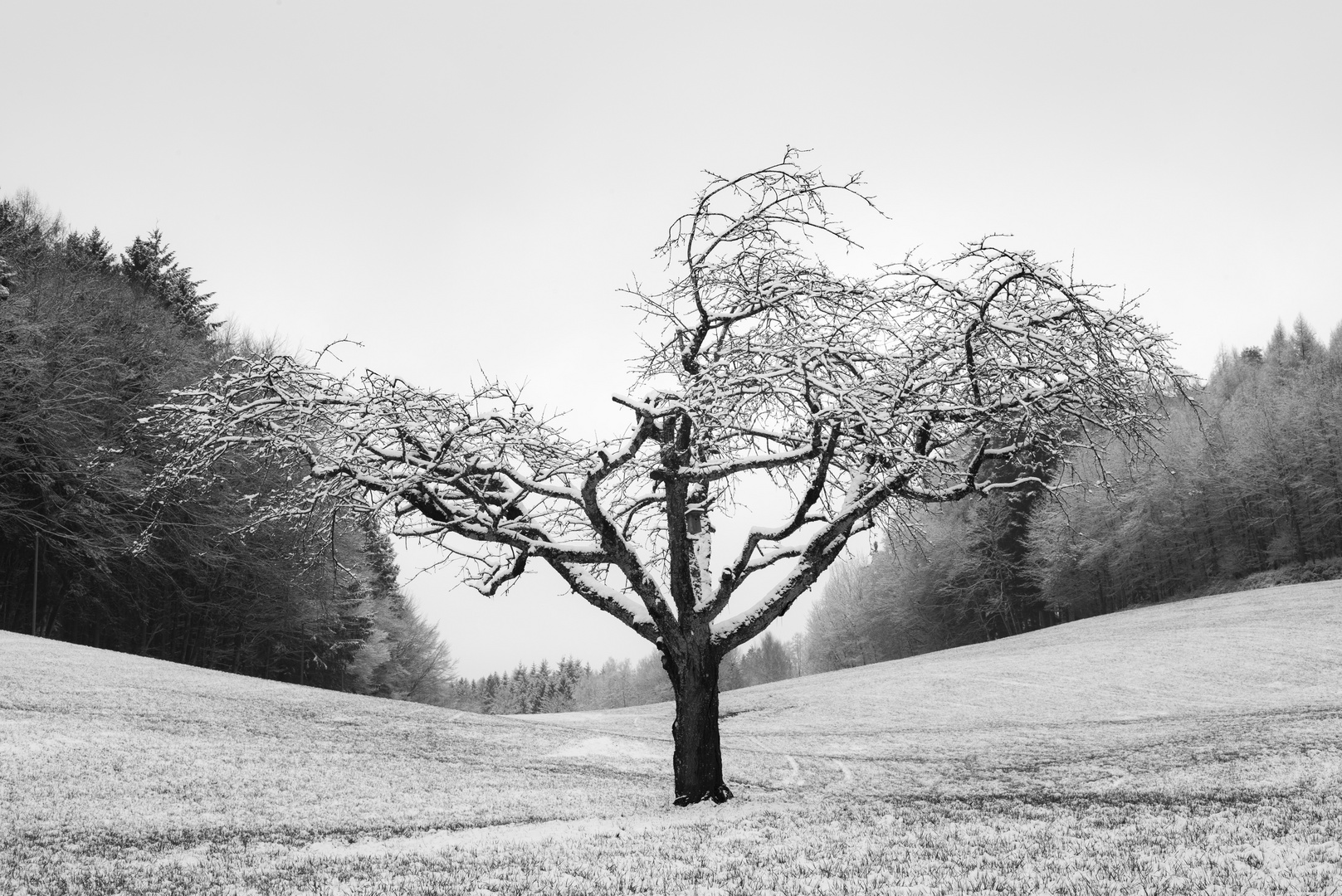 lonely tree