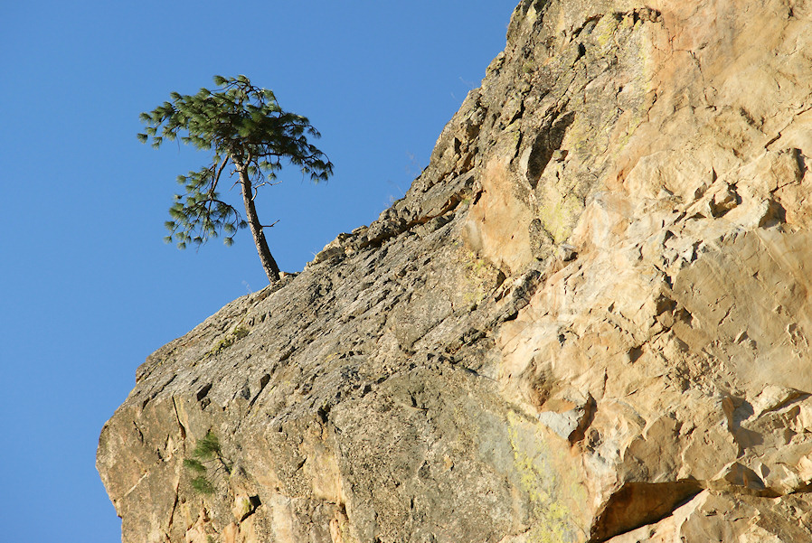 Lonely tree