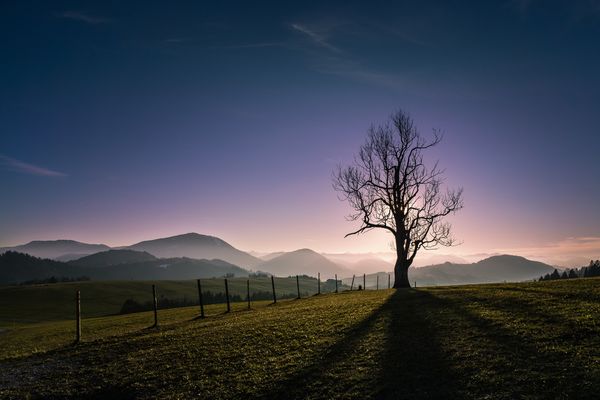 lonely tree