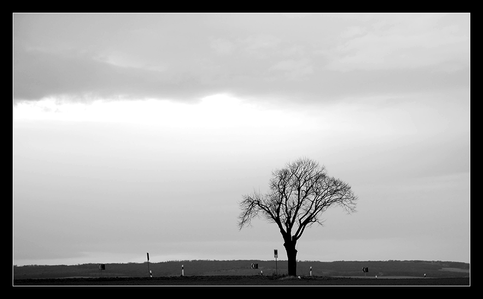 Lonely tree