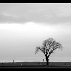 Lonely tree