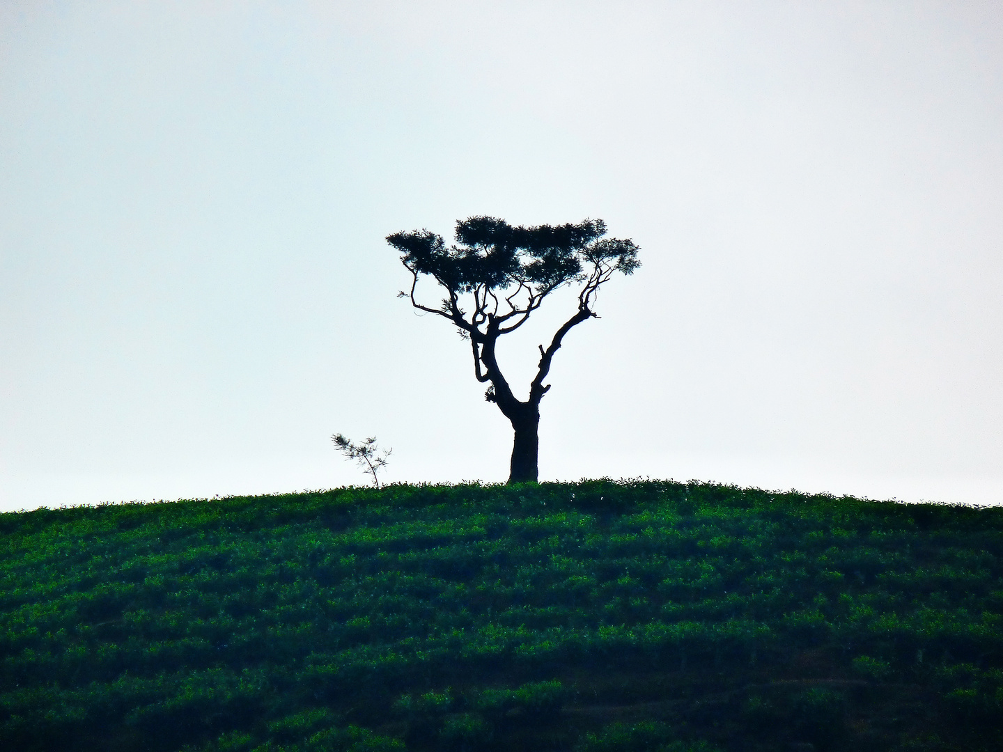 lonely tree