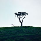 lonely tree