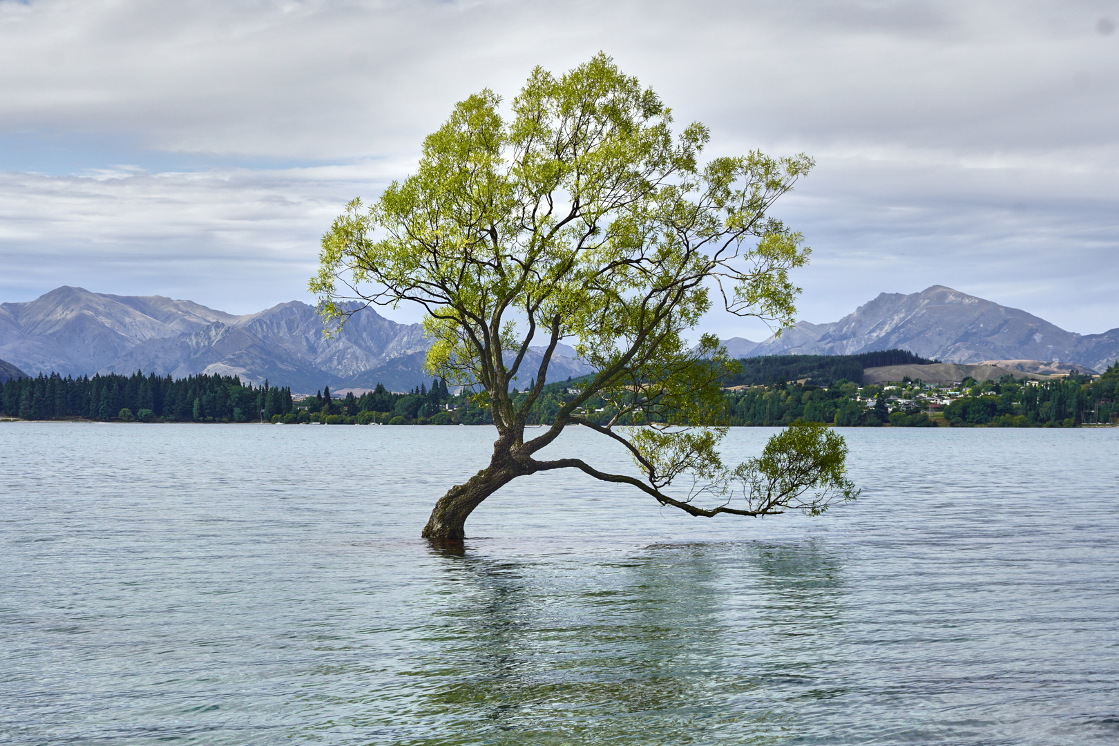 Lonely Tree