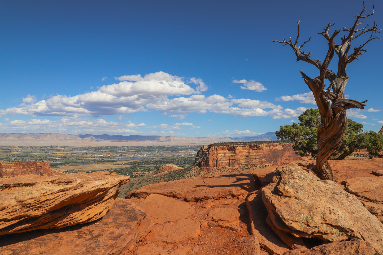 Lonely Tree im Colorado National Monument