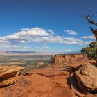 Lonely Tree im Colorado National Monument