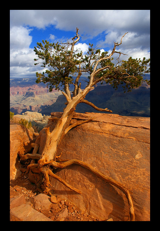 Lonely Tree im Grand Canyon