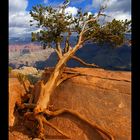 Lonely Tree im Grand Canyon