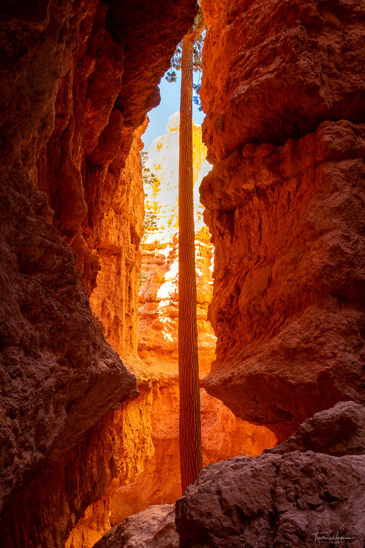 Lonely Tree in Bryce Canyon (USA)