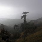 Lonely tree in Crimea forest