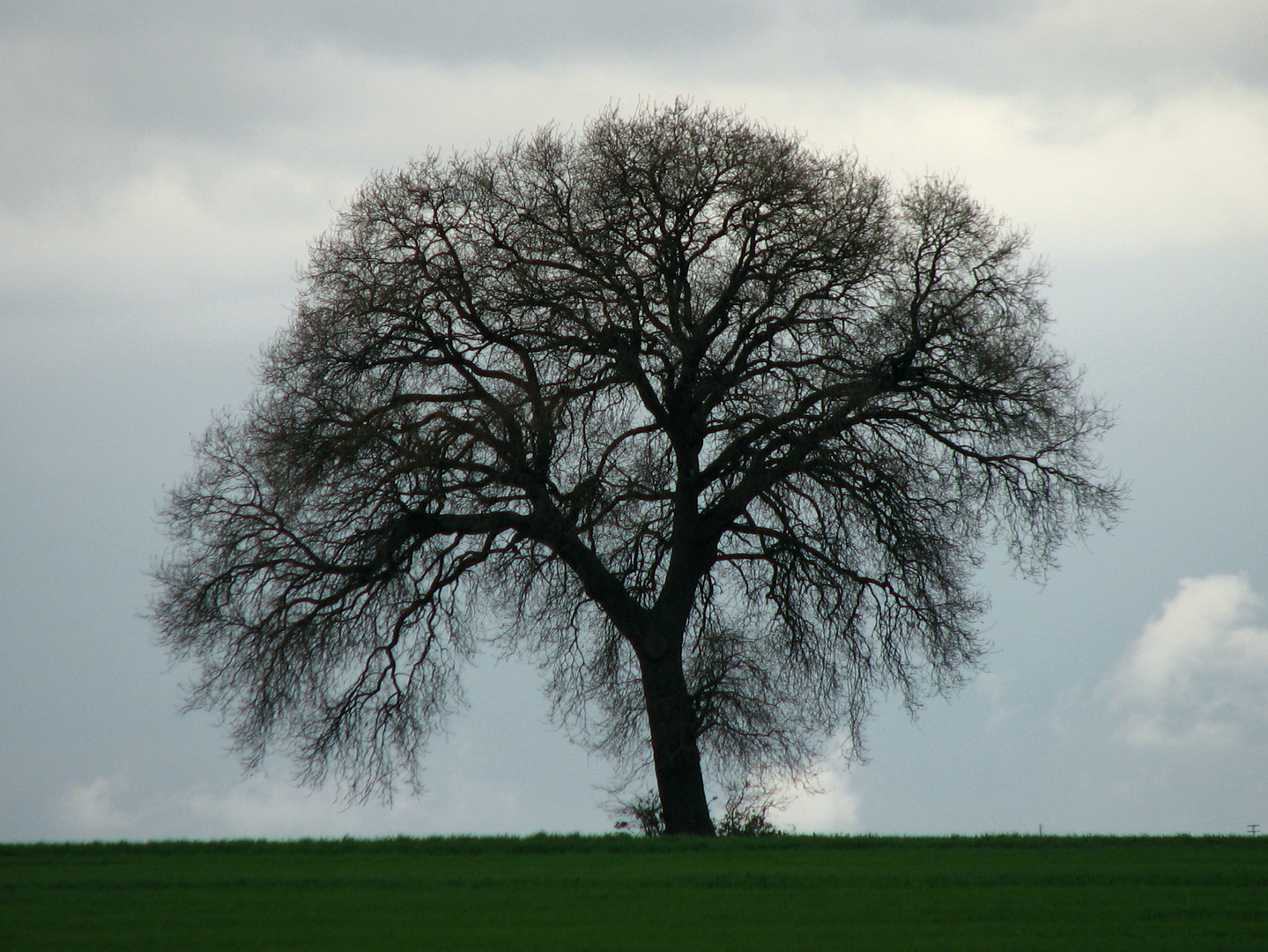 LONELY TREE IN FEBRUARY