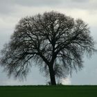 LONELY TREE IN FEBRUARY