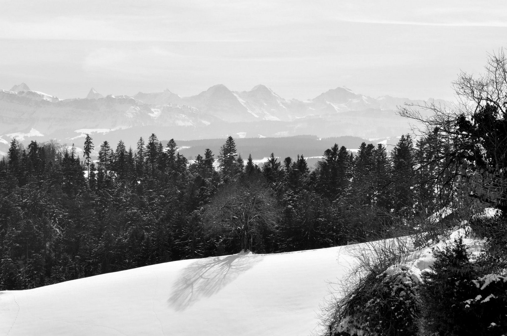 lonely tree in font of a fir forest