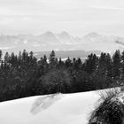 lonely tree in font of a fir forest