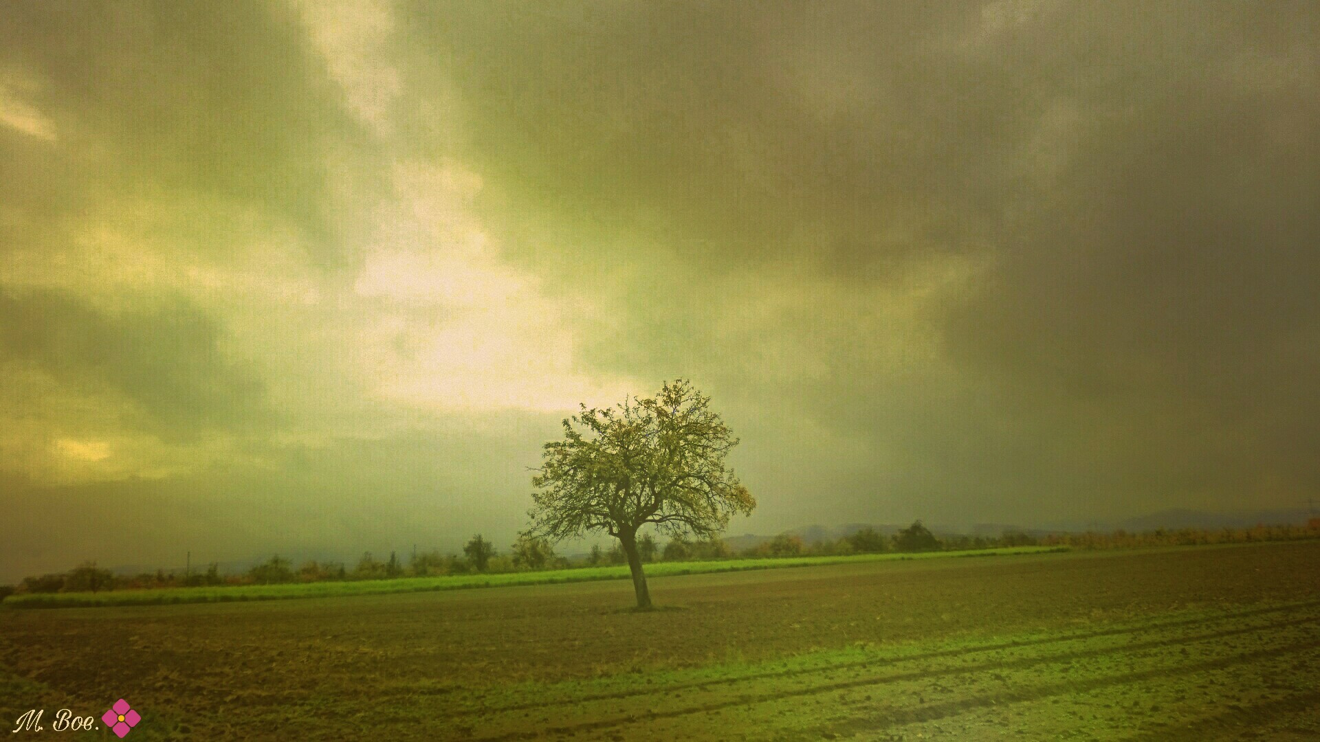 Lonely tree in green fields