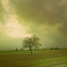 Lonely tree in green fields