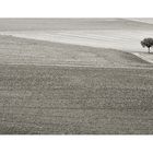 Lonely tree in monotonous fields