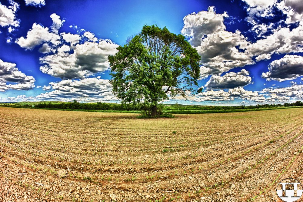 Lonely Tree In Spring