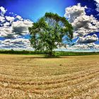 Lonely Tree In Spring