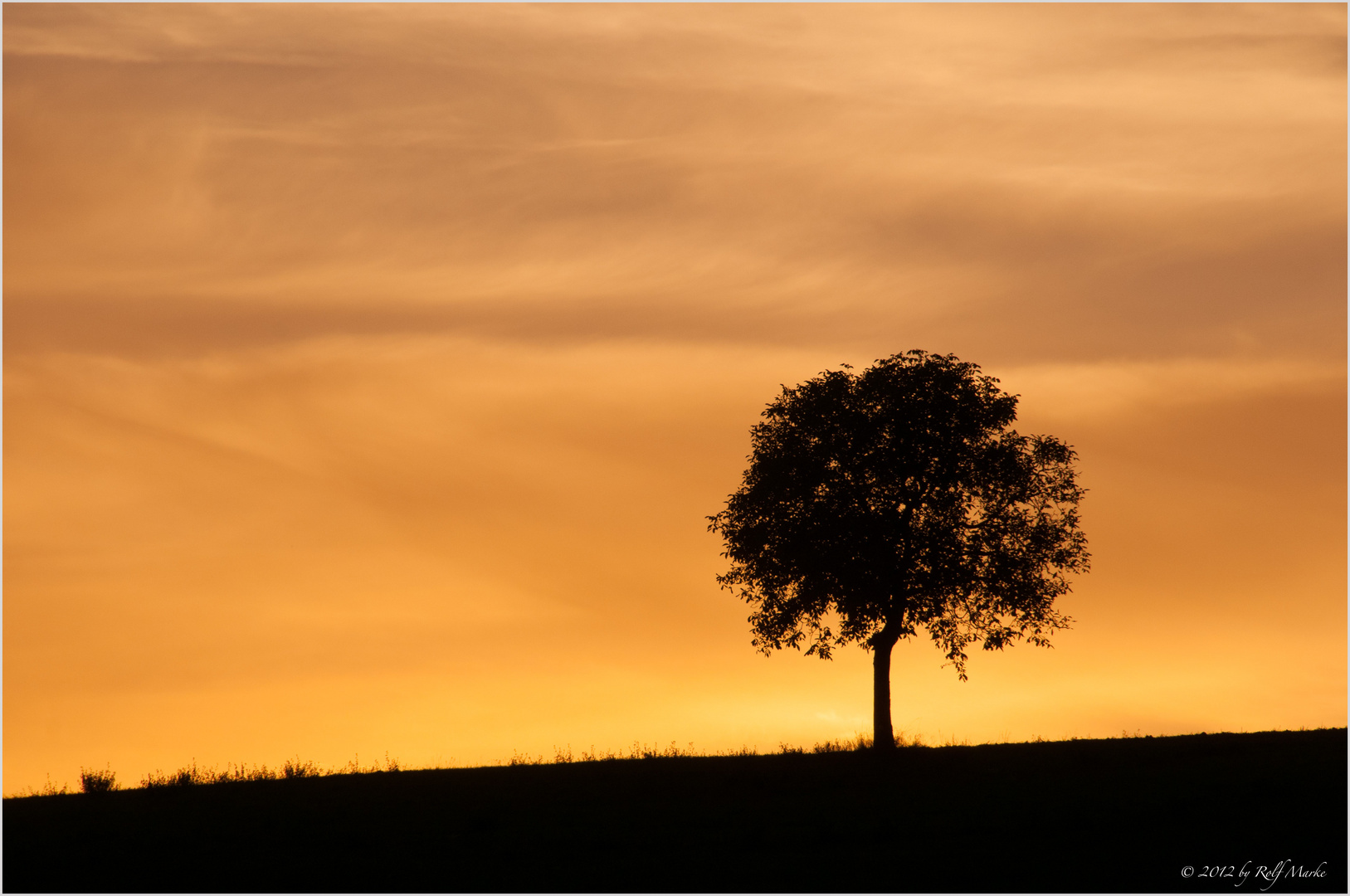 lonely tree in sunset