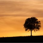 lonely tree in sunset