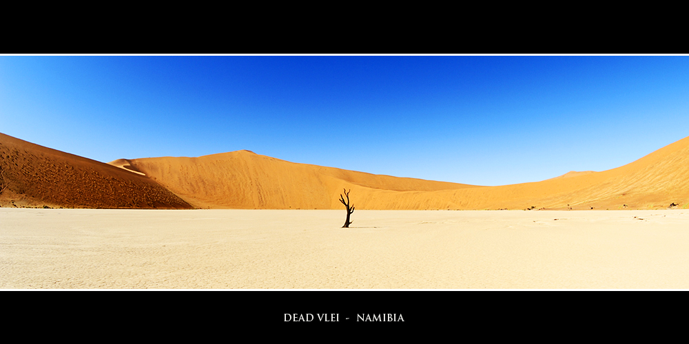 Lonely tree in the desert