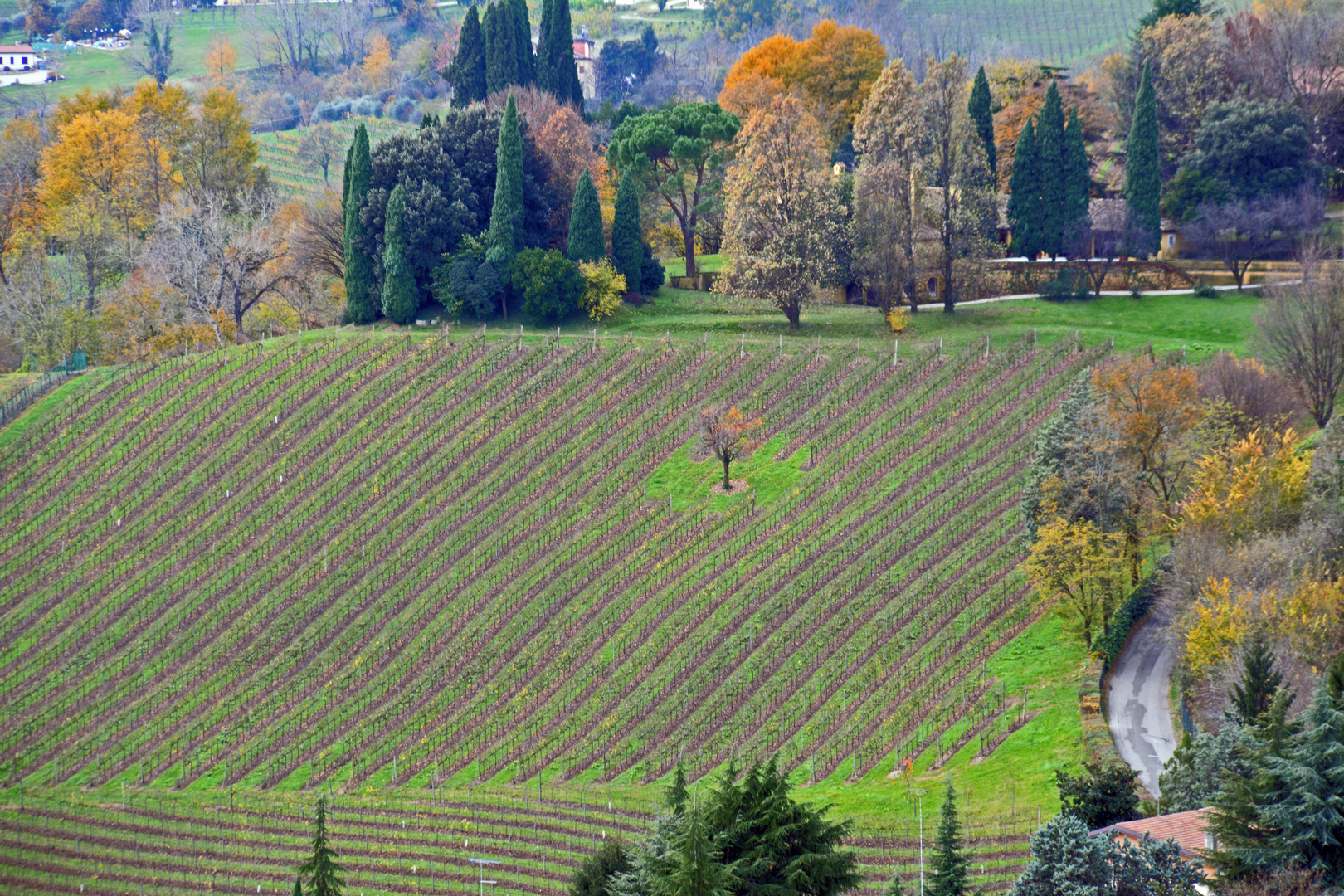 Lonely tree in the midle of vineyard