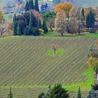 Lonely tree in the midle of vineyard