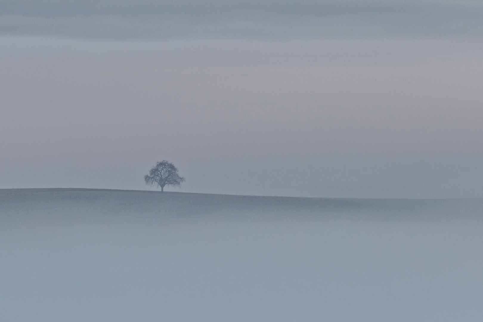lonely tree in the mist