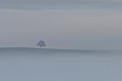 lonely tree in the mist