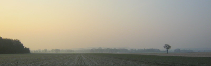 lonely tree in the morning sun