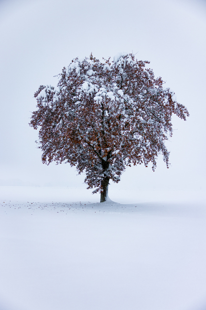 Lonely tree in the snow...