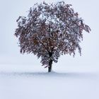 Lonely tree in the snow...