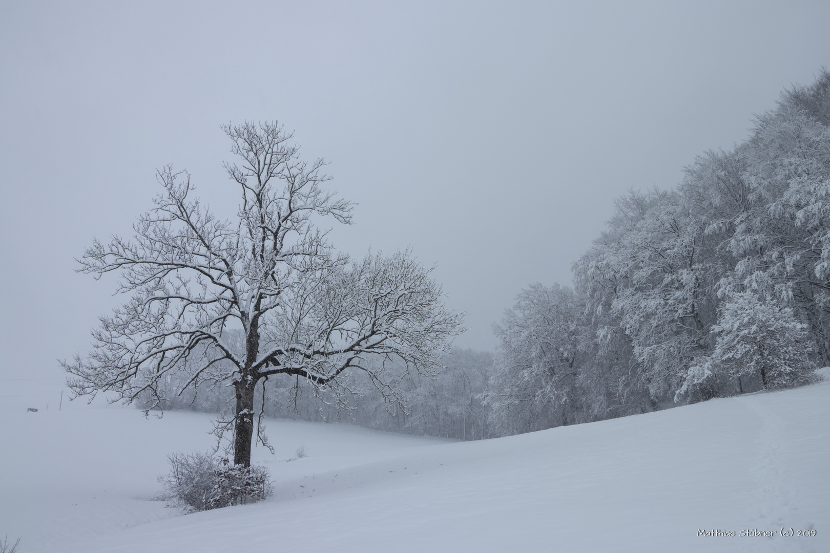 Lonely tree in winter