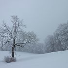 Lonely tree in winter