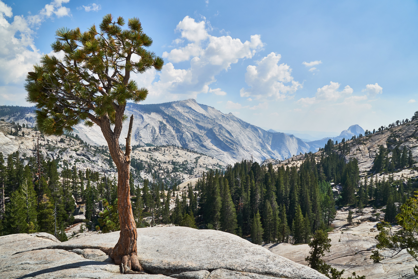 Lonely Tree in Yosemite